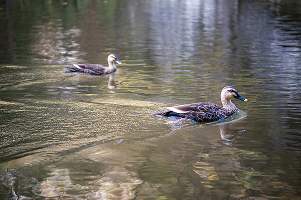 坪井近隣公園